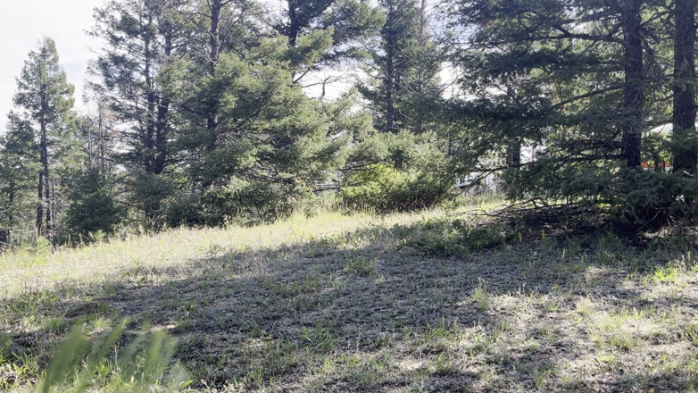 MYA Pleasure: 树林里的狐狸