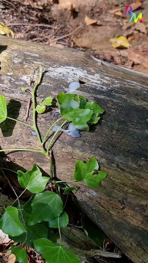 RainbowAdventures: Horny Outdoors in Woods Near Oxford. so Hot and Sunny!
