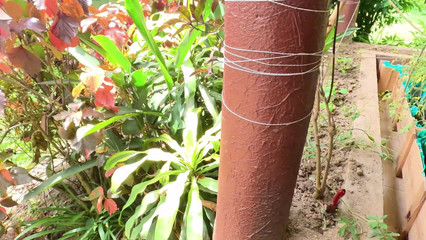 Black Swan: Lat söndag på uteplatsen Flow fastnar mastrubating i sin hängmatta