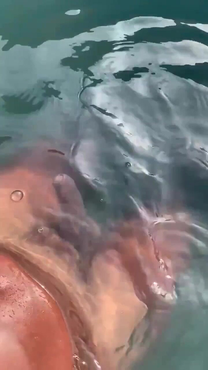 Vida Noite: Poslech zvuku Gooning v bazénu a honění