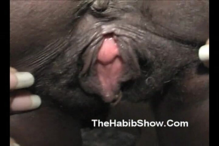 The Habib Show: Máy bay bà già đại học hoe đầy đủ video