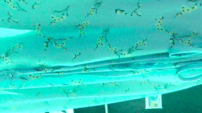 hiro_mayu_couple_jp: Chu, femme mariée, entraînement, rendez-vous d’aquarium Mayu n° 73 dans une...