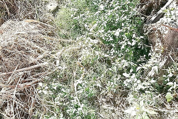 Gangbang straight: Velké chcaní