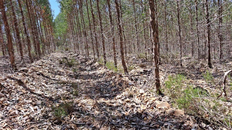 Miss Squirting: Berkemah dengan ibu tiri di hutan