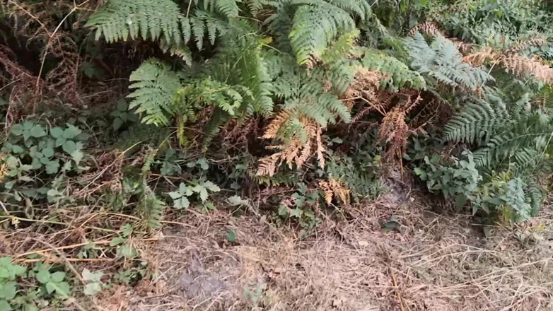 Bouncy Tits Action: Punishment Walk - Stuffing Her Bra and Panties in the Woods