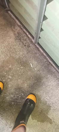 Pissing on Steel Toe Black Rubber Wellies