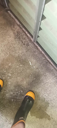 Pissing on Steel Toe Black Rubber Wellies
