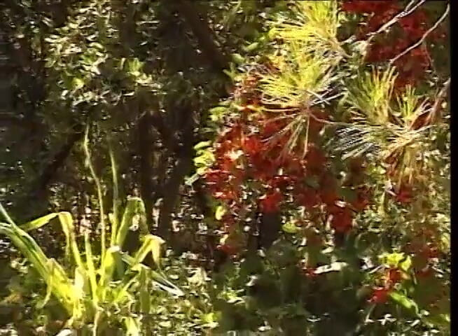 Vintage Usa: Vintage peludo coño follando gran polla chupando en el jardín