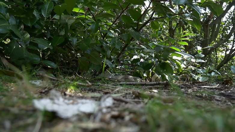 CumslutJayne: BJ in Park with Cum Walk