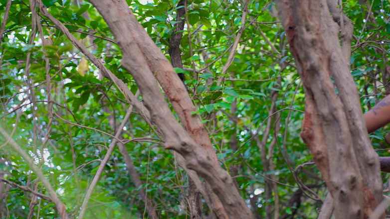 Babt Tina: 내 자지를 빨고 빨아