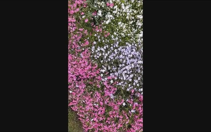 Dom Rod: Semen Garden 1