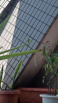Peeing on a Potted Plant