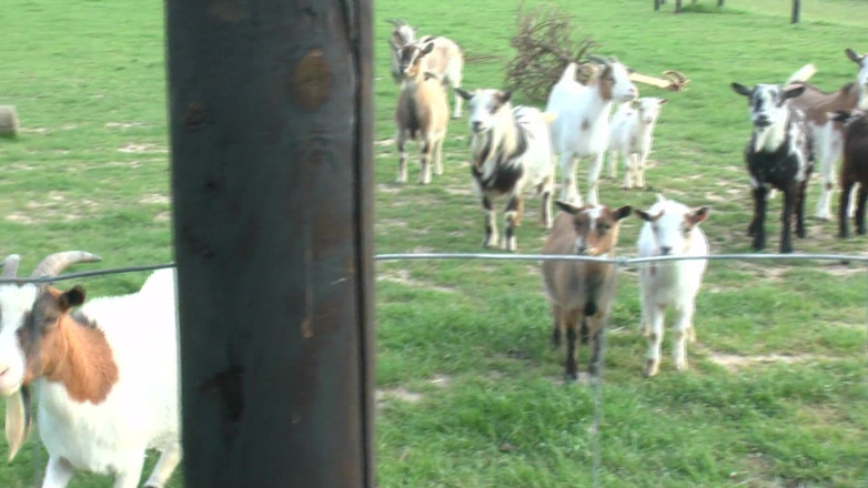 Erotic Club: Troia arrapata nel fienile
