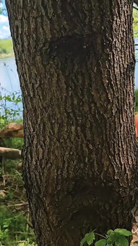 Tertangkap bercinta dengan dua pria di hutan