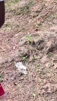 Seks na świeżym powietrzu między mężczyzną a jego szwagierką