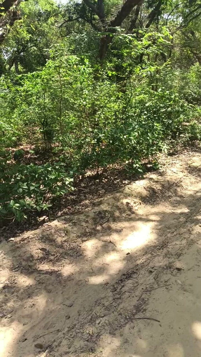 Sexy_Vandana: Landed and Fucked Girlfriend for Outdoor Sex