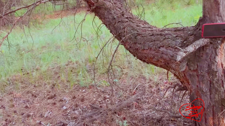 SOboyandSOgirl: Sexo arriscado em uma floresta conífera - tão boyand assim menina