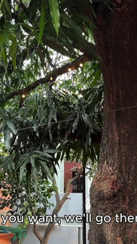 Ho beccato il mio vicino colombiano a rubare i mango dal mio albero e abbiamo finito a scopare in giardino! - Produzioni Spaziali