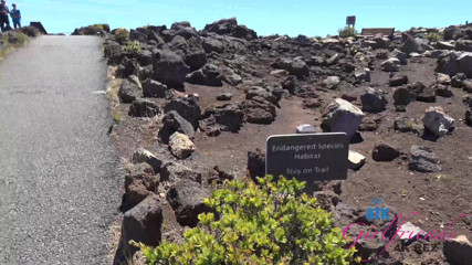 ATK Fans (Girlfriends): Virtueller urlaub in Hawaii mit Elena Koshka teil 8