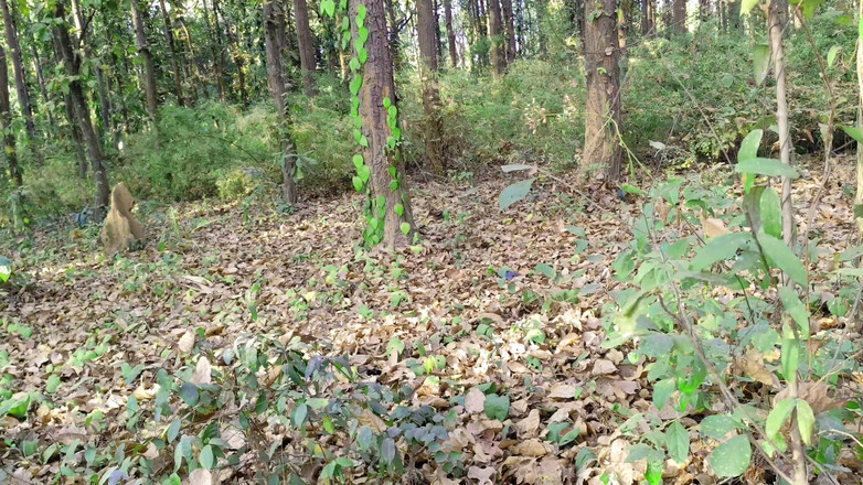 Ankush raj: Üvey kızım bugün parka çağrıldı ve onu odaya koydu