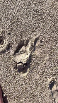 Vergleich der Größe 16 Fuß zu Sandabdrucken am Strand