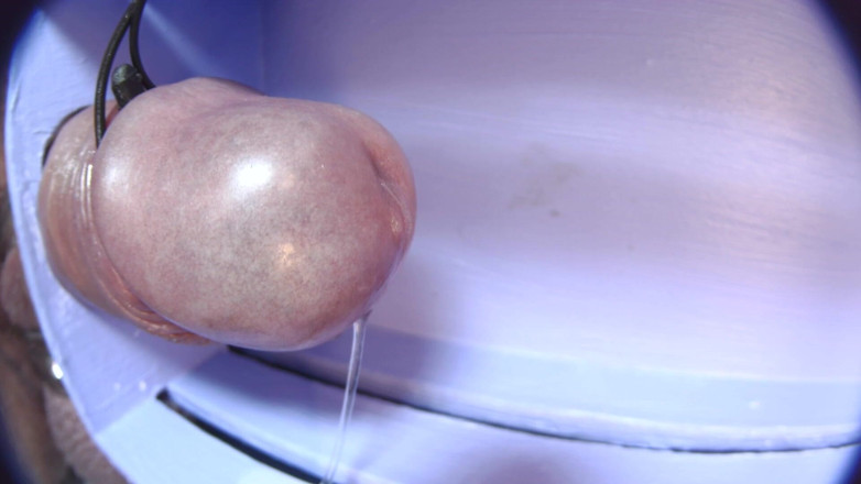 Gaylectrician: Éjaculation e-stim 21-11-22