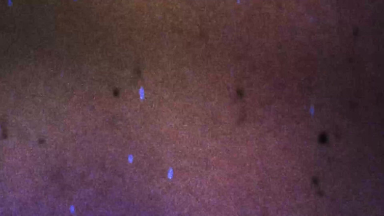 Grooby Girls: Ts grazi cinturinha wagner'ı sikiyor!