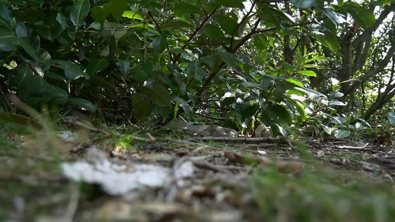 CumslutJayne: BJ in Park with Cum Walk