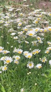 Pisse Pour Jardinage Sur L’herbe Magnifique