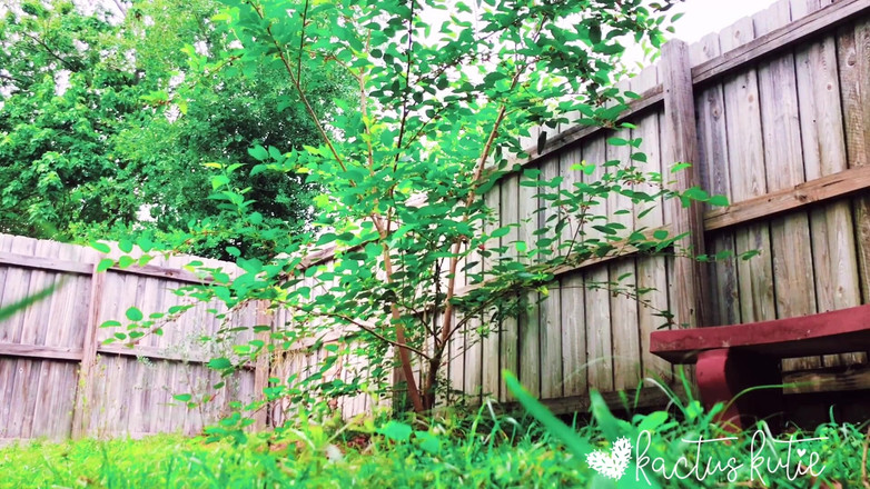 kactus kutie: 私の桑の木のそばでおしっこ