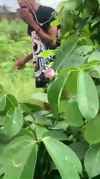 The Farmer's BBC Fucks and Pisses Outdoor Teen