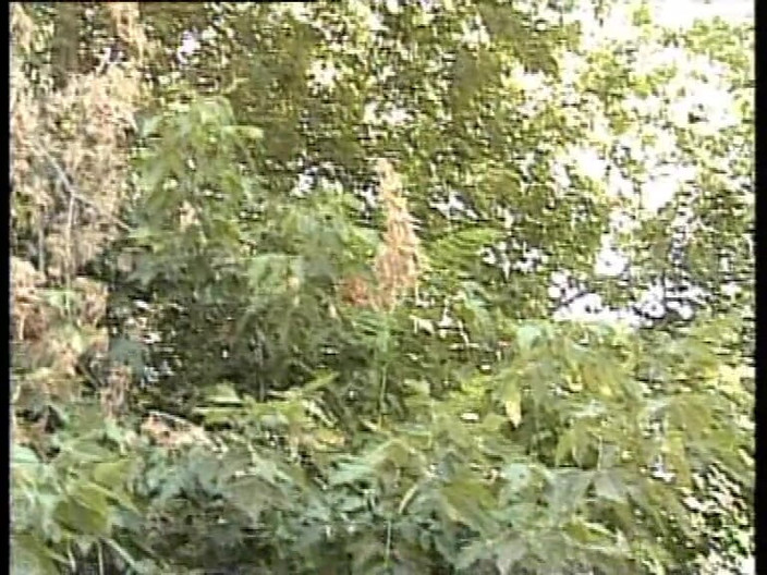 Italian Vintage Porn: Tarzán Porno Leyenda Salvaje Follando En La Jungla