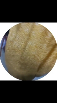 main vidiyo kol par yuva bail ko chidhaata hoon jo apne pyare stan aur baalon vaali choot tamil desi shaili dikha raha hai - indianhotwifex