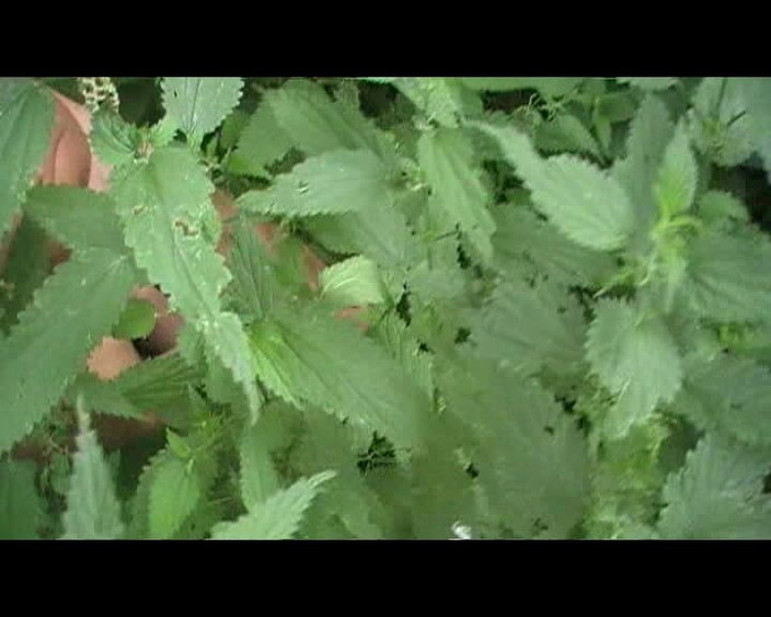 Andy: Altes video draußen im wald