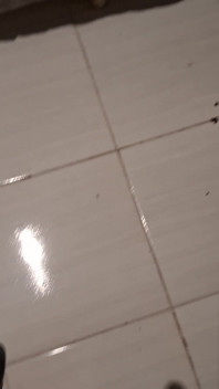 Porra Vazou E Ficou Pendurada No Pinto