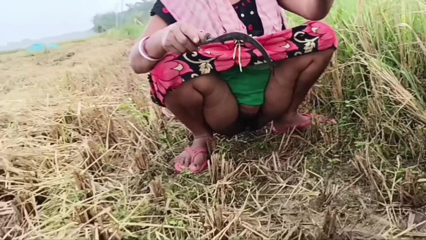 Pee of the Village in Outdoor Field of Paddy Cutting Nomita Boud (May house studio)