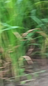 Bestes blojobe und outdoor-analsex-video desi bhabhi inderin
