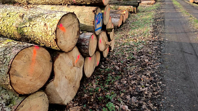Bouncy Tits Action: 보지를 때리는 Mit Dem Lineal Im Wald