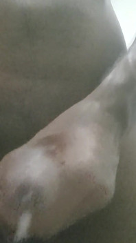 Une grosse bite percée se fait éjaculer dessus