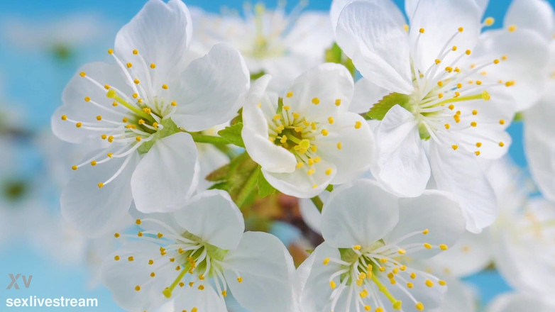 Hanssexchat2: Tranny Llega Al Orgasmo Con Una Polla Grande