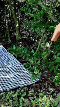 Sexy Younger Babe Fucked Outdoors