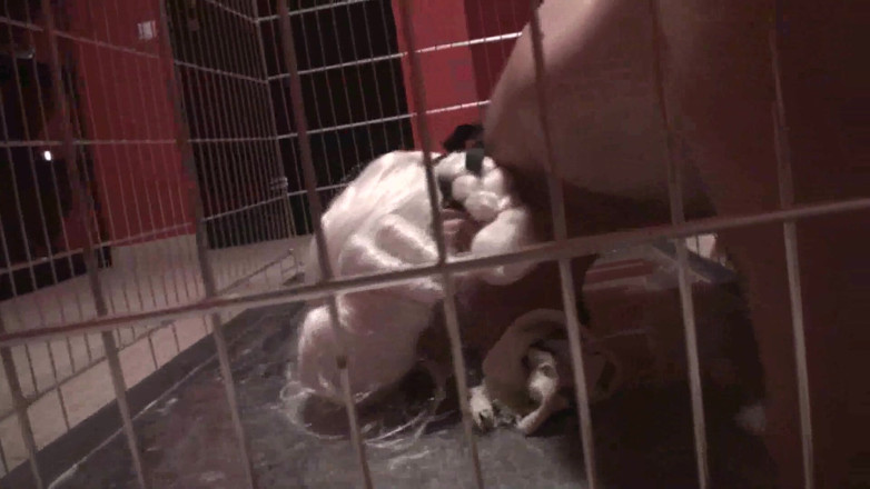 Femdom Austria: She makes her pet clean his cage