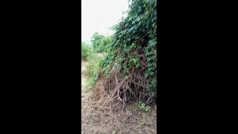 SweetChloe: Outdoor Sex