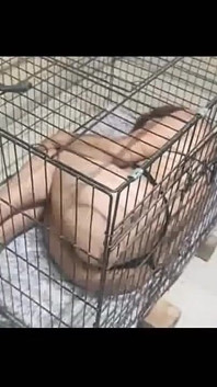 노예를 보여줘