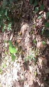 Bini Dikongkek Oleh Seseorang Yang Datang Membersihkan Taman Semasa Suami Di Tempat Kerja