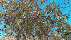 sweethanajapanese: Ela abre a buceta peluda no carro e depois sai...