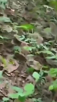 Il negoziante del villaggio indiano tradisce sesso nella giungla con il proprietario