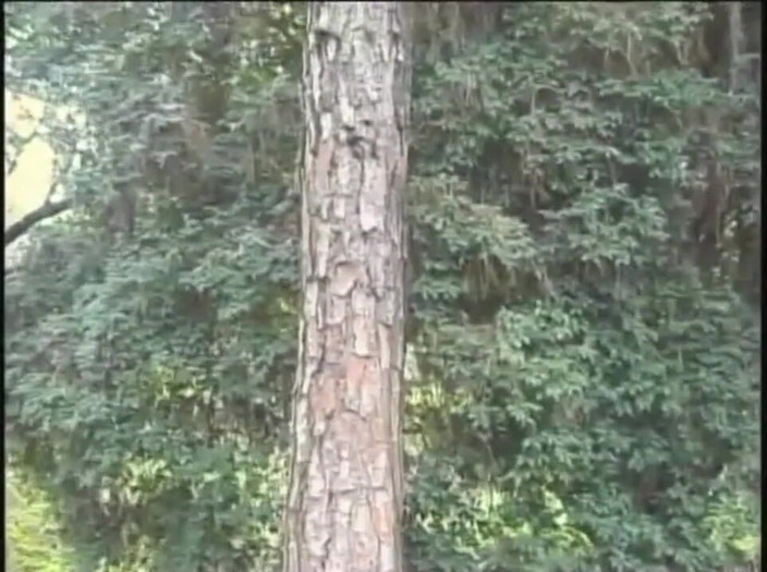 Shemale videos: Sexig shemale knullad av rak i marschskogen