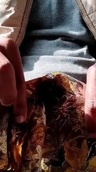 78 Satin Handjob - Menggesel Kepala Batang Dan Pancutan Mani Pada Sut Kuning Sutera Satin adik tiri