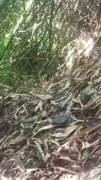 Work in the Forest Saves More Tips